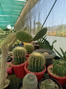 Different types of Cactus in a table
