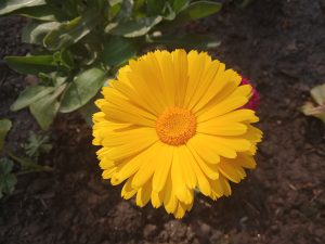 A large, vibrant yellow flower fills the center of the image, showcasing its many petals radiating outward from a round, textured center. 
