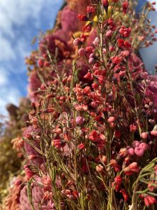  Australian native pink flowers
