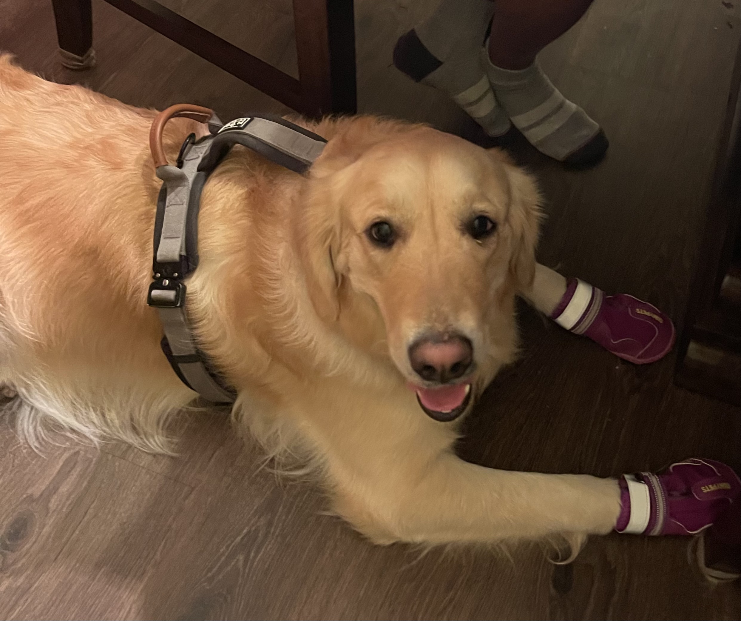 Golden retriever wearing a harness and red dog shoes lying on wooden floor, looking up with a playful expression.