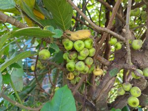 Clusters of small wild figs (Ficus) ripening on gnarled branches amid green leaves in a Nepali garden. 