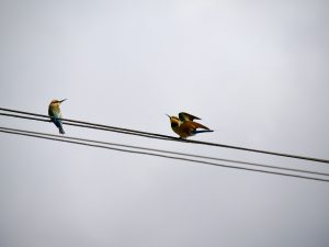 2 rainbow bee eater birds perched on thick black power lines against a pale, hazy blue sky. On the left, a blue and yellow bird faces right. On the right, two birds are huddled together; one is yellow and brown with its wings partially folded, while the other is darker. The scene is captured in a wide, high-angle shot with a soft focus background.
