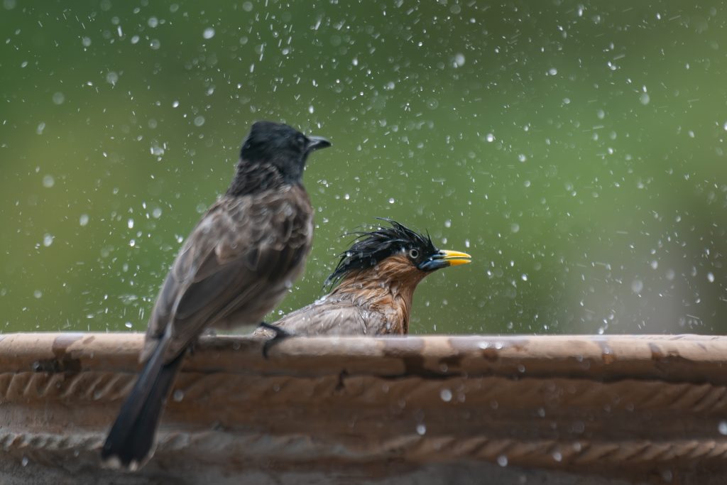 High-speed action shot of a wet Brahmany starling with spiked feathers bathing in a stone fountain. A Red-vented bulbul sits patiently on the edge looking on, surrounded by a dramatic spray of frozen water droplets against a soft green backdrop.