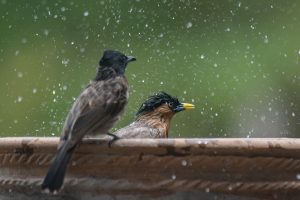 High-speed action shot of a wet Brahmany starling with spiked feathers bathing in a stone fountain. A Red-vented bulbul sits patiently on the edge looking on, surrounded by a dramatic spray of frozen water droplets against a soft green backdrop.
