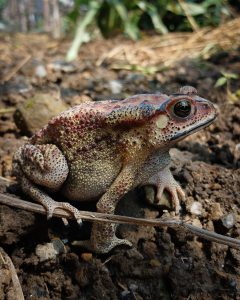 A close-up photo of a warty brown toad with red and black spots sitting on dirt.