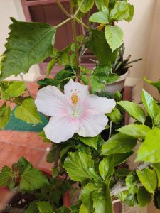 A delicate white hibiscus flower with pink veins is surrounded by vibrant green leaves. It sits in a potted plant, creating a serene, natural scene.