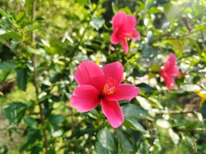 Vibrant pink hibiscus flowers with lush green leaves in a sunlit garden, 