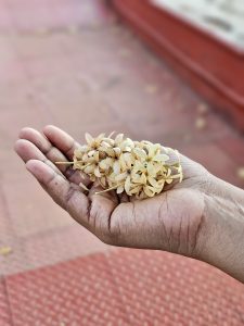 A handful of dried flowers rests gently on a person's palm, preserving the beauty of the past. The soft background keeps the focus on the flowers, creating a peaceful and meaningful scene. Captured at Niramkaitha Kotta Bhagavathi Temple, Vallikunnu North, Malappuram.