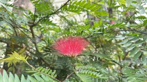 Vibrant red powder puff flower amid lush green foliage.
