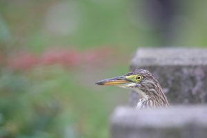 A close-up photograph captures a vibrant green pond heron perched on a weathered stone wall. The bird’s head is turned slightly towards the viewer, showcasing its distinctive yellow beak and striking golden eye.