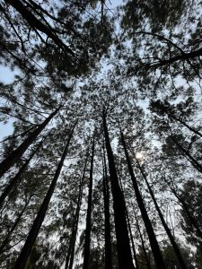 Ground-level perspective of a forest, revealing a vibrant sky above, partially obscured by the lush palm tree canopy.
