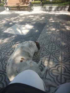 A white and brown dog rests on patterned pavement in a sunny plaza