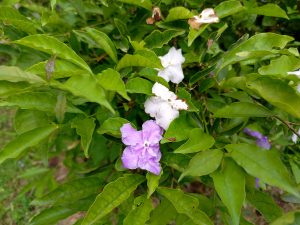 Close-up of a Brunfelsia shrub displaying its characteristic color-changing blooms — one fresh purple flower and two older fading white flowers — nestled among wavy-edged green leaves, Nepal. 