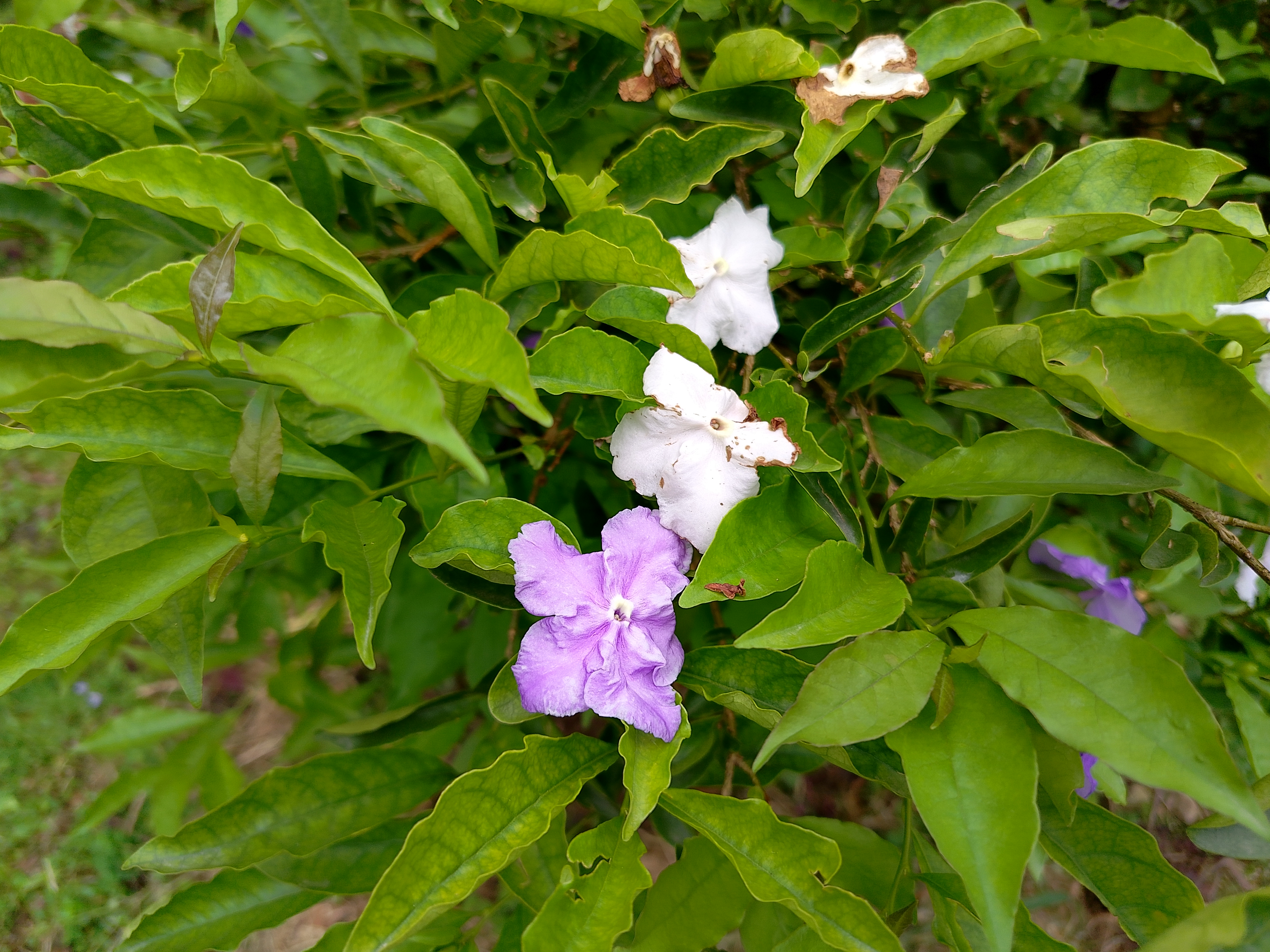 Close-up of a Brunfelsia shrub displaying its characteristic color-changing blooms — one fresh purple flower and two older fading white flowers — nestled among wavy-edged green leaves, Nepal.