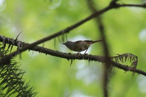 A small, brown bird perches on a dark, textured branch against a blurred green background. The bird has a slightly curved beak and a short, pointed tail. The branch is covered in dense, dark green needles. 