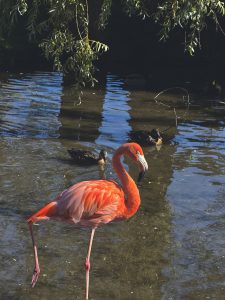 A vibrant pinkish-orange flamingo stands on one leg in a shallow pond. Two ducks swim in the rippling water behind it, directly beneath hanging green willow branches.