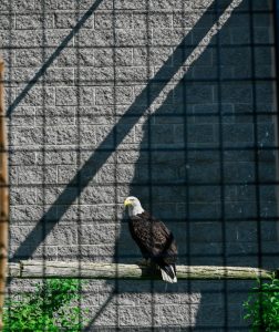 Bald eagle perched on a wooden branch inside a fenced enclosure, casting a shadow on a gray brick wall, with green foliage at the bottom