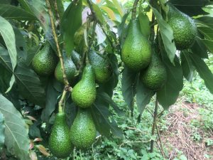 Clusters of ripe, green avocados hang from lush branches, surrounded by deep green leaves.
