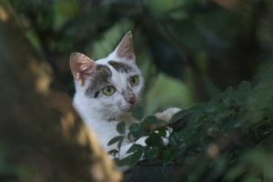 A striking close-up photograph captures a beautiful white cat with grey markings and captivating green eyes. The cat is perched on a leafy branch, looking directly at the camera with a curious and alert expression. 