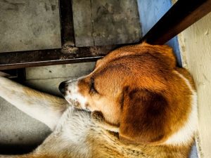 A brown and white dog sleeps peacefully on a concrete floor beside a metal chair. The scene conveys a sense of calm and relaxation.