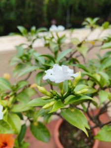 A white jasmine flower in full bloom surrounded by green leaves and buds in a terracotta pot, with a blurred garden background. Calm and natural.