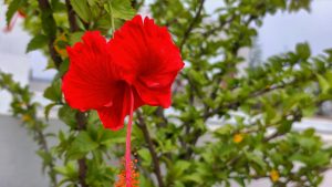 Vibrant red hibiscus flower in focus against a blurred green leafy background.

