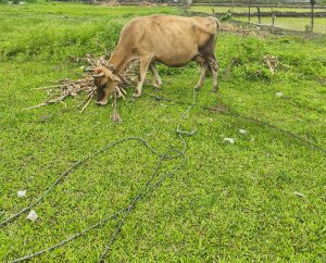 Brown cow grazing on green grass.