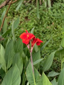 Bright red canna lily flowers rising above large, paddle-shaped green leaves, photographed in a lush garden setting.
