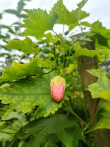 A pink hibiscus bud about to bloom nestled among bright green leaves in a garden. 
