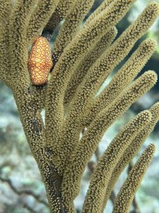 A light orange nudibranch (sea slug) with a black shape patterns on a tree shape coral
