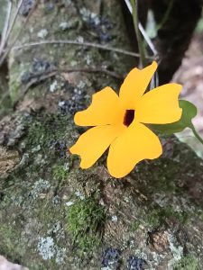 A vibrant yellow Black-Eyed Susan vine flower blooming against a moss-covered tree trunk, adding a splash of color to the forest landscape.
