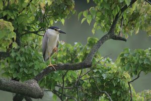 A night heron stands calmly on a thick branch within a lush green tree. It's standing with one leg while the other leg lifting up.