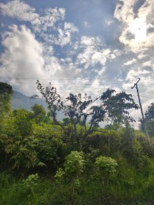 Lush green foliage and trees against a bright, partly cloudy sky. A leaning utility pole and power lines add contrast, creating a serene, natural scene.