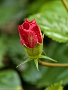 Close-up of a red hibiscus flower bud beginning to open, with textured petals and green sepals against a soft green background.
