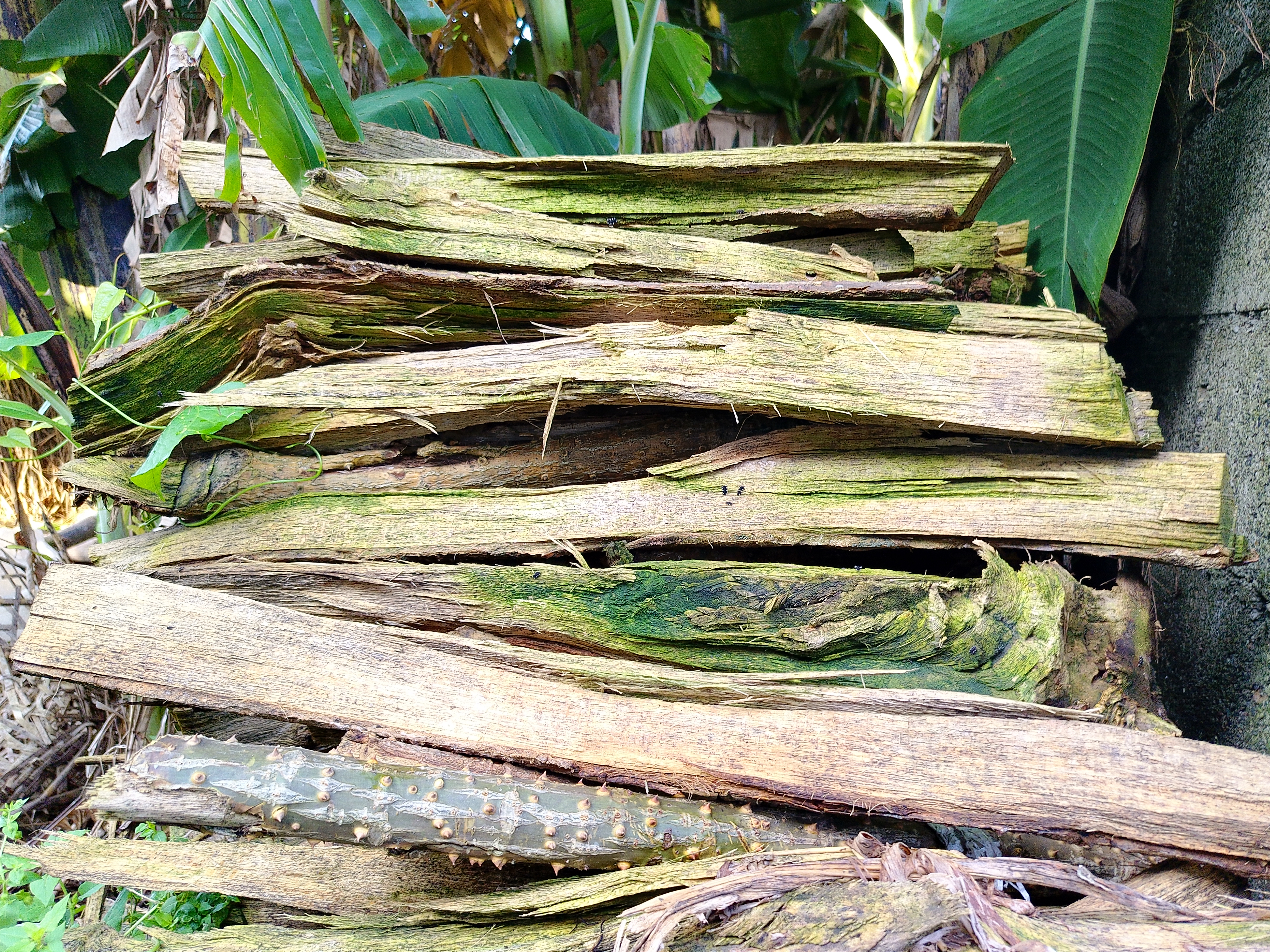 Stacked weathered banana trunk planks split and mossy, piled beside a concrete wall with fresh banana leaves above.