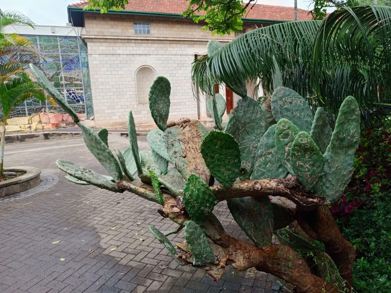 A large prickly pear cactus (Opuntia) with flat, green pads heavily carved with inscriptions growing from a thick, woody trunk.