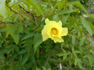 A soft yellow hibiscus-like flower in full bloom hanging from a leafy green shrub branch. 
