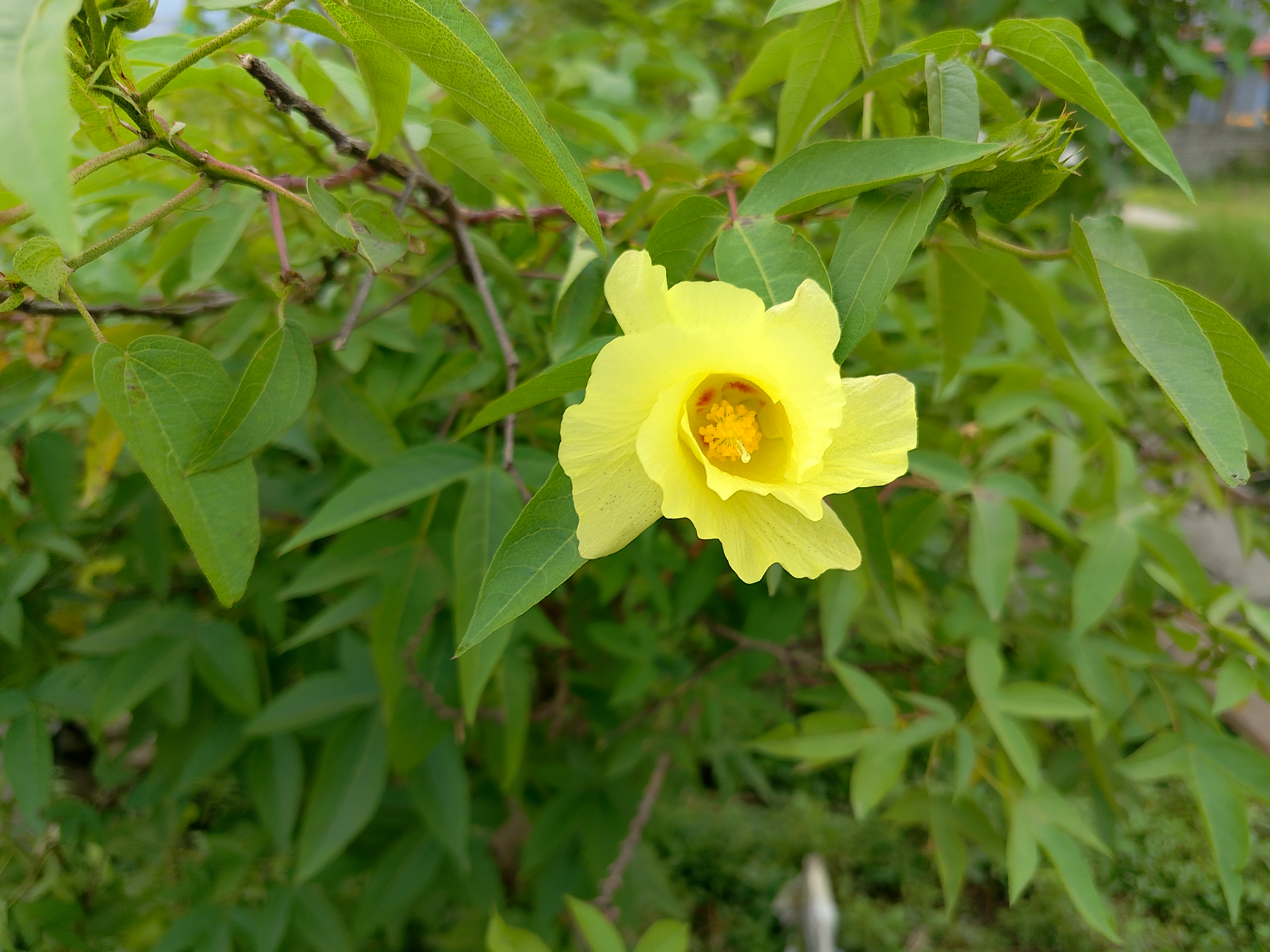 A soft yellow hibiscus-like flower in full bloom hanging from a leafy green shrub branch.
