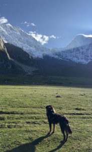 A dog stands on a grassy field, gazing at snow-capped mountains under a clear blue sky. The scene conveys a sense of tranquility and wonder.