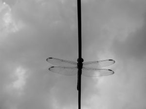 Dragonfly resting on a wire with its wings spread against a cloudy sky.
