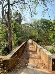 A narrow bridge stretches through a lush forest, creating a natural pathway surrounded by trees and sunlight.