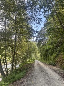 A serene gravel path winds through a lush green forest with tall trees and dappled sunlight