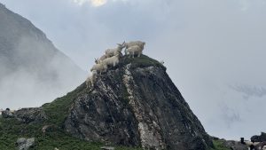 A group of goats stands on a steep, rocky hill surrounded by misty mountains. The scene evokes a sense of adventure and tranquility.