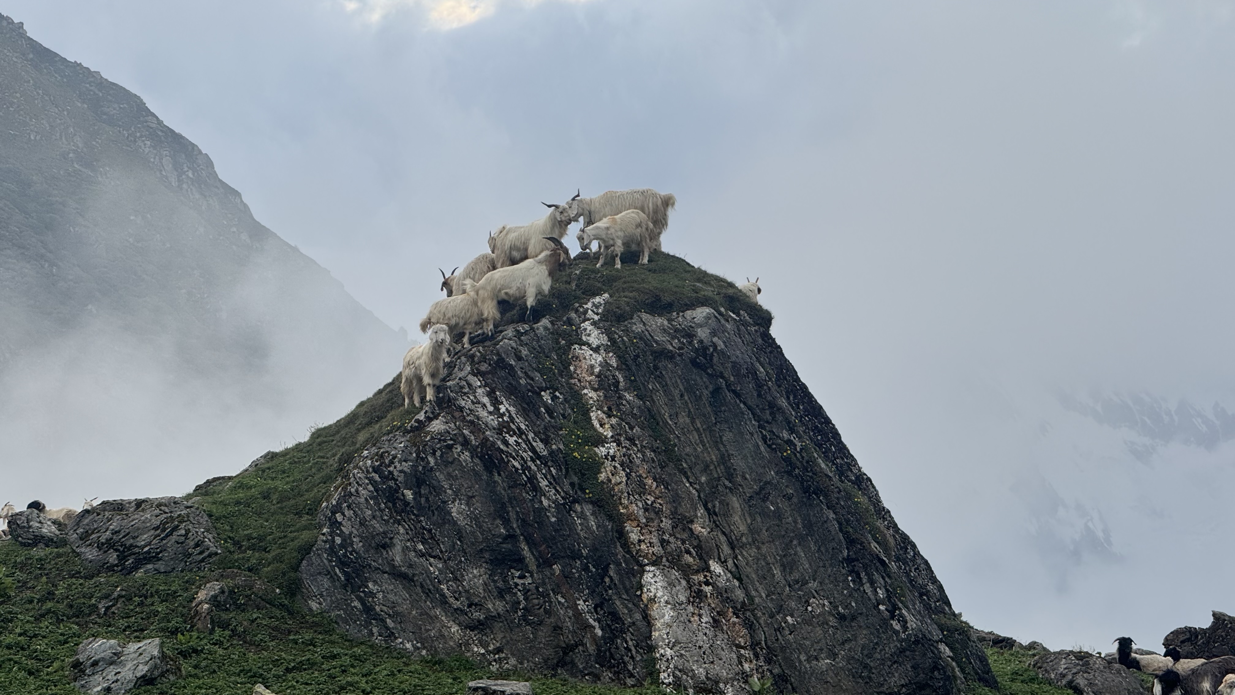 A group of goats stands on a steep, rocky hill surrounded by misty mountains. The scene evokes a sense of adventure and tranquility.