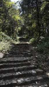 Stone steps lead through a lush, sun-dappled forest path. 