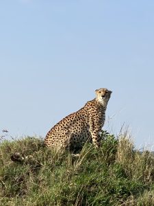 A cheetah sits alertly on a grassy hill under a clear blue sky. 