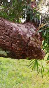 Part of a cut tree branch protruding through to the sky.
