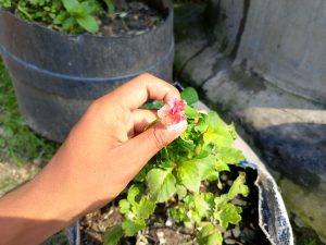 Hand touching a tiny pink flower blooming in a small garden pot 