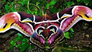 A vibrant Atlas moth with large, colorful wings in shades of red, purple, and yellow rests on lush green leaves,