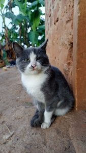 Cat gazing at an object in the sky.
